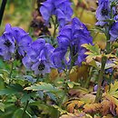 Aconitum carmichaelii (tojad Fischera)