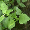 Polygonum nepalense (rdest nepalski)