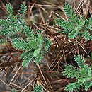 Astragalus granatensis