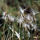 Baeothryon alpinum (wełnianeczka alpejska)