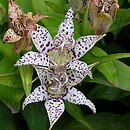 Tricyrtis formosana (trójsklepka tajwańska)