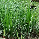 Calamagrostis brachytricha (trzcinnik krótkowłosy)