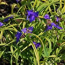 Tradescantia ×andersoniana (trzykrotka wirginijska)