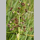 Juncus subnodulosus (sit tępokwiatowy)