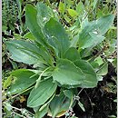 Plantago winteri (babka Wintera)