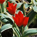 Tulipa praestans Unicum