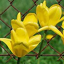 Tulipa Gold West