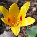 Tulipa Giuseppe Verdi