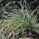 Carex conica (turzyca stożkowata)