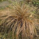 turzyce (Carex) w ogrodzie