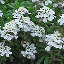 Iberis sempervirens (ubiorek wiecznie zielony)
