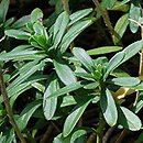 Iberis gibraltarica