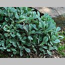Antennaria rosea ssp. rosea (ukwap różowy)