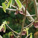 Asimina triloba (urodlin trójłatkowy)