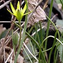 Gagea pratensis (złoć łąkowa)