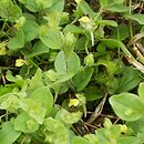 Kickxia spuria (kiksja zgiętoostrogowa)