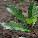 Lauraceae (laurowate)