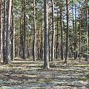 bory sosnowe na glebach mineralnych