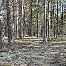 Cladonio-Pinetum - bór sosnowy suchy