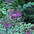 Vernonia (wernonia)