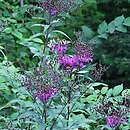 Vernonia noveboracensis (wernonia nowojorska)