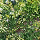 Ulmus ×viminalis