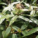Lonicera henryi (wiciokrzew Henry'ego)