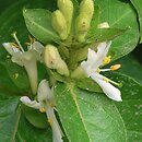 Lonicera vesicaria (suchodrzew pęcherzykowaty)