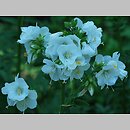 Polemonium kiushianum