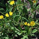 Oenothera perennis (wiesiołek trwały)
