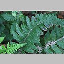Deparia conilii