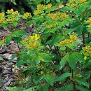 Euphorbia amygdaloides Purpurea