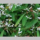 Euphorbia hypericifolia