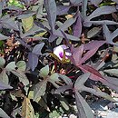 Ipomoea batatas (wilec ziemniaczany)
