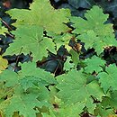 Vitis davidii (winorośl Davida)