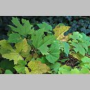 Vitis rupestris