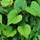 Vitis flexuosa