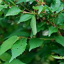 Prunus nipponica (wiśnia nippońska)