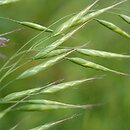 Bromus japonicus (stokłosa japońska)