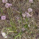 Allium senescens ssp. montanum (czosnek skalny)