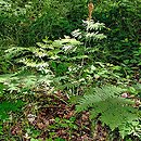 Osmunda regalis (długosz królewski)