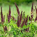 Amorpha fruticosa (amorfa krzewiasta)