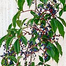 Parthenocissus quinquefolia (winobluszcz pięciolistkowy)