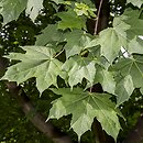 Acer platanoides (klon pospolity)