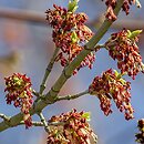 Acer negundo (klon jesionolistny)