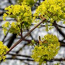 Acer platanoides (klon pospolity)