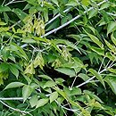 Acer negundo (klon jesionolistny)