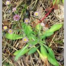 Erigeron acris (przymiotno ostre)