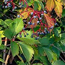 Parthenocissus (winobluszcz)