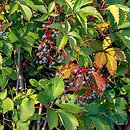Parthenocissus inserta (winobluszcz zaroślowy)